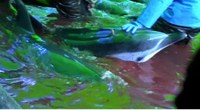 NEW SCIENTIFIC ANALYSIS OF DOLPHIN KILLING METHODS IN DOLPHIN DRIVE HUNTS IN JAPAN REVEALS SHOCKING LEVELS OF CRUELTY 