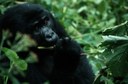 Gorillas Have Model Diet (Sort of), Hunter Prof Finds