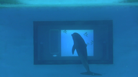 Scientists to probe dolphin intelligence using an interactive touchpad