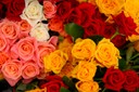 Flowers (3)